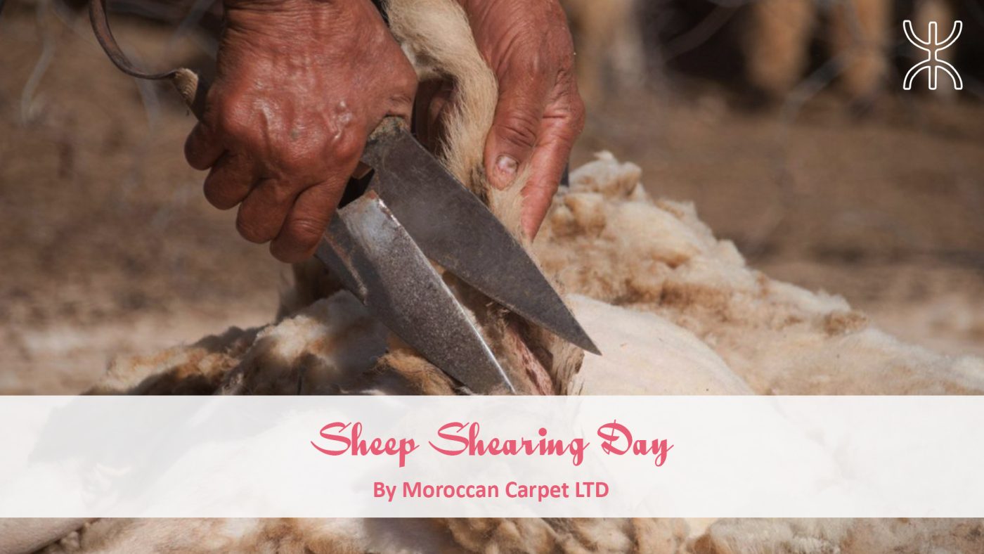 sheep shearing day by morgan carter. 05 – Sheep Shearing Day 01