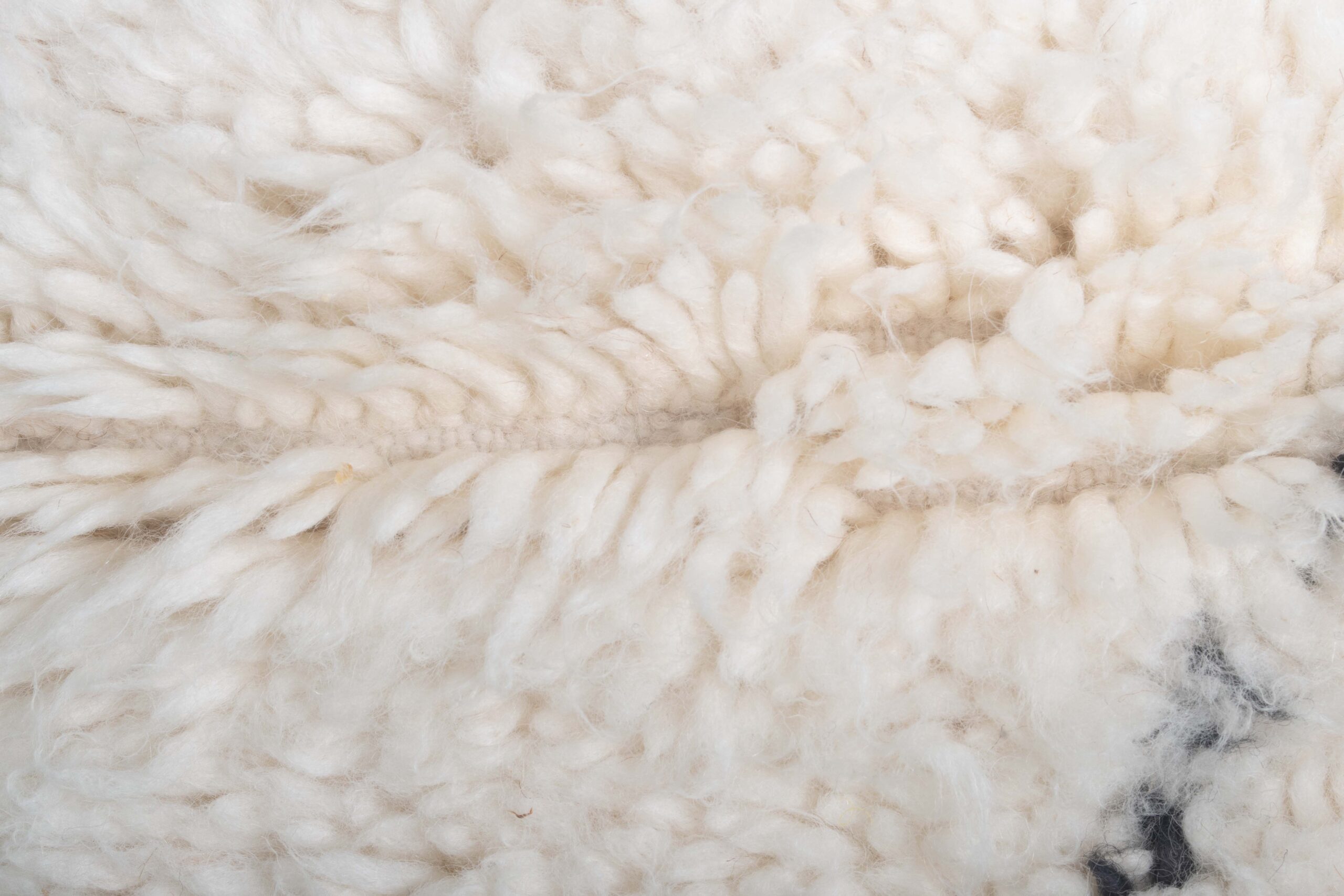 a sheep is laying down on the ground. BNO-009_W-40_BK_126-080 (7)