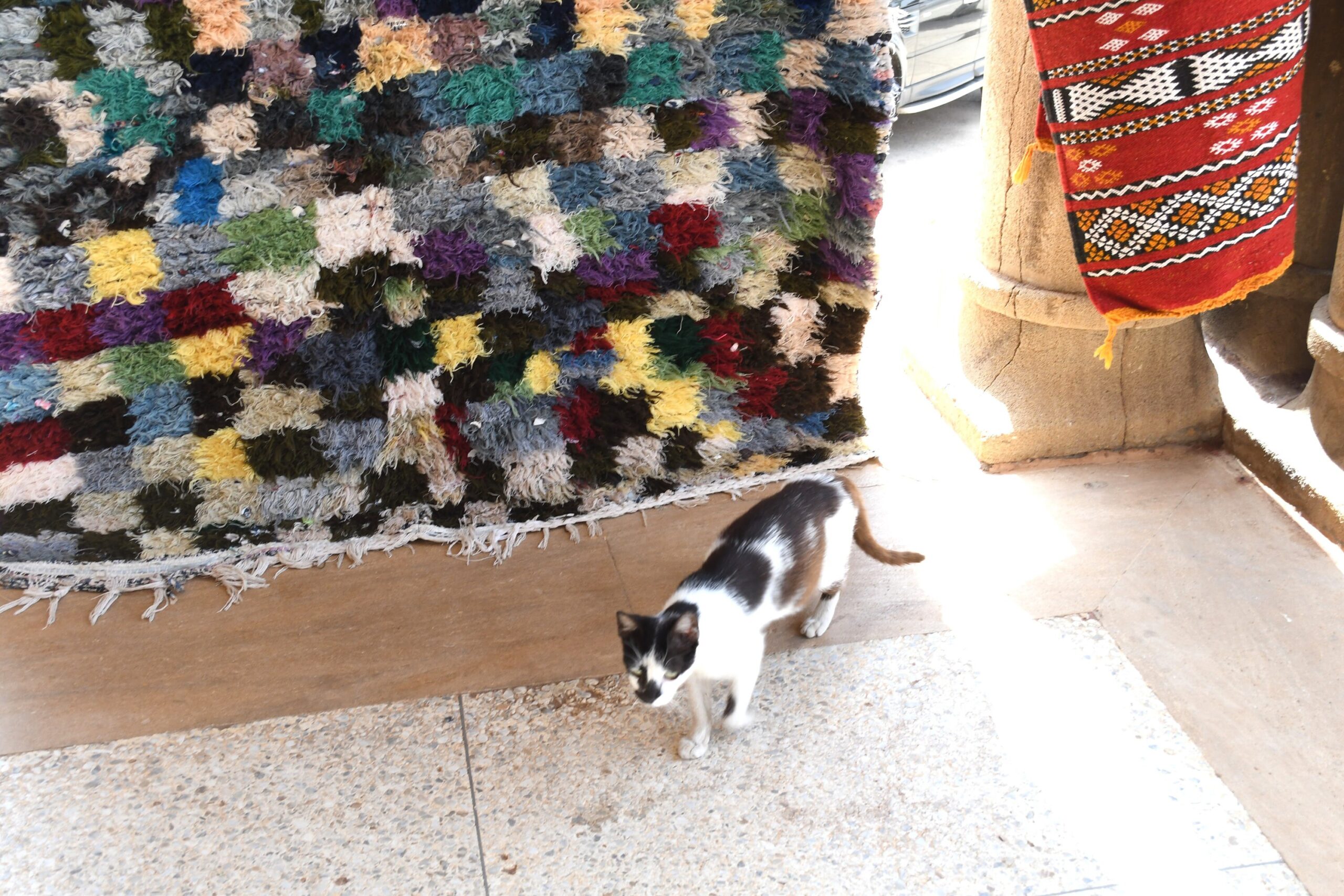 a cat standing in front of a rug. il_fullxfull.6076189275_mwex.jpg