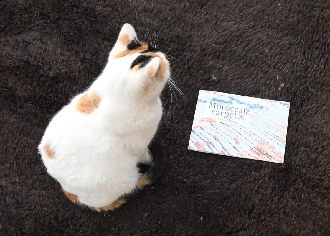 a cat sitting on a brown rug next to a book. DSC_2859-1-1120×800